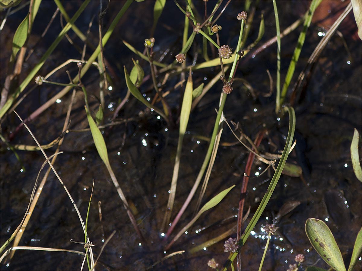 Baldellia ranunculoides